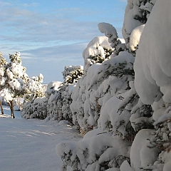 NEVADA - 14 - 12 - 09 094